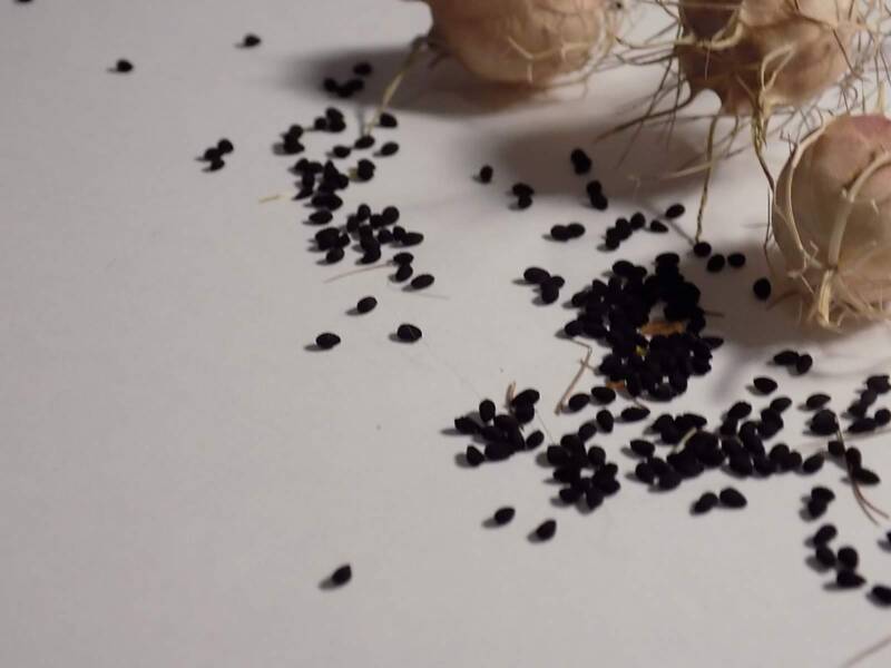 More Information, Nigella Pods and Seeds