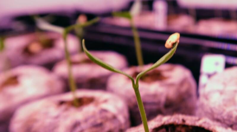 Planting & Propagation, Pepper Seedling