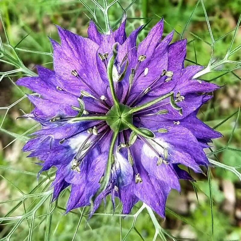 Selected Plant Information, Nigella damascena