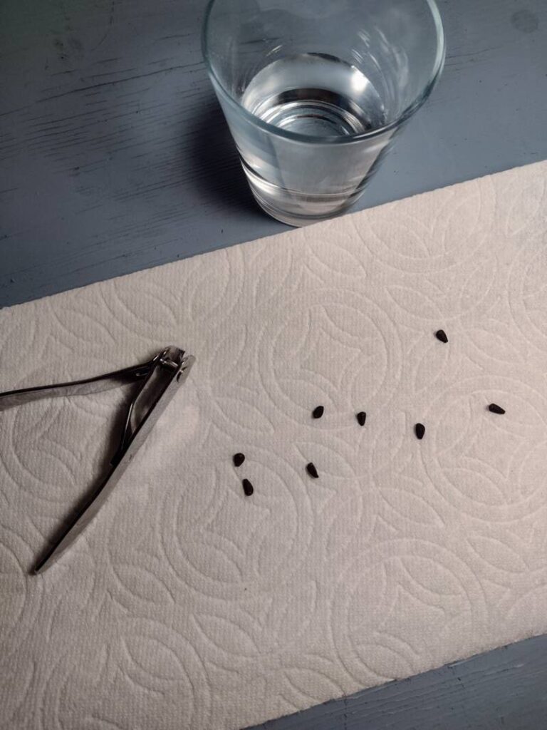 Seed germination, scarification