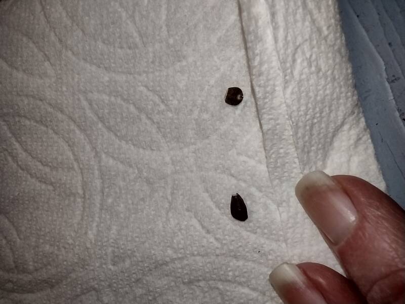 Paper towel germination method