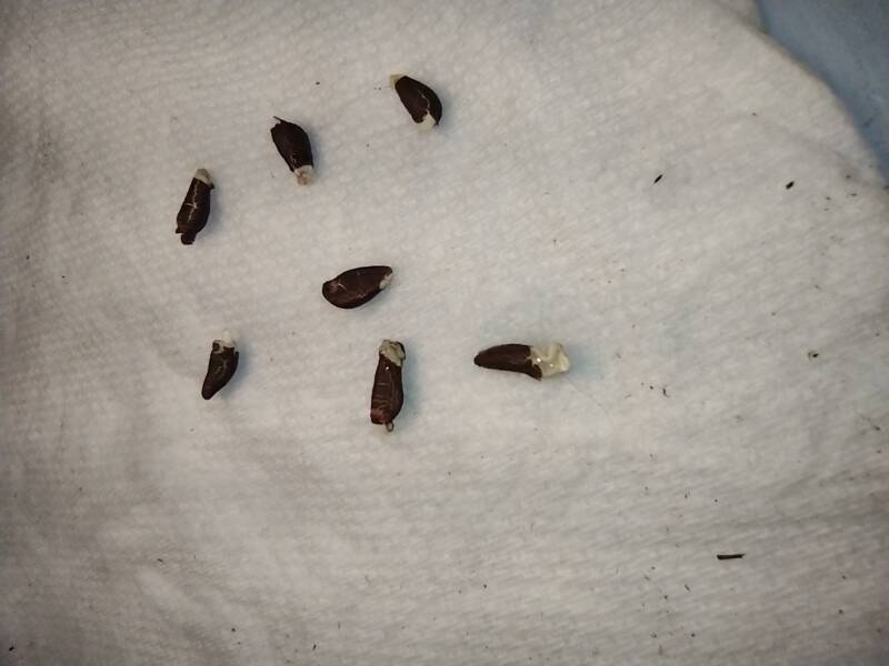 Germinated seeds