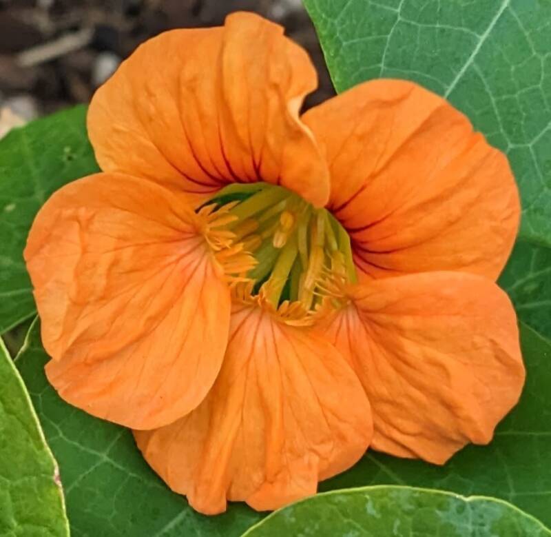Nasturtium, Jewel Mix