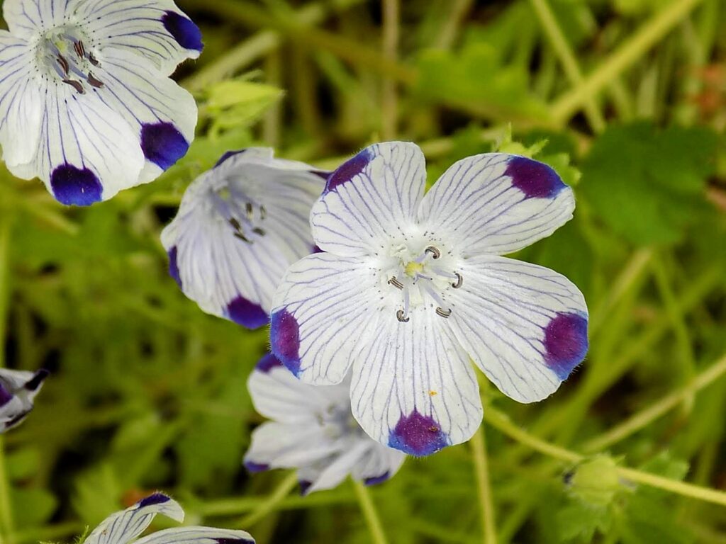 Five Spot Flowers