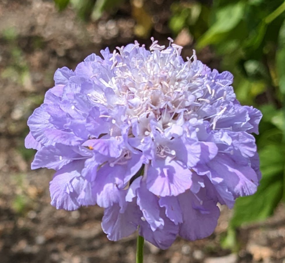 Scabiosa Flower