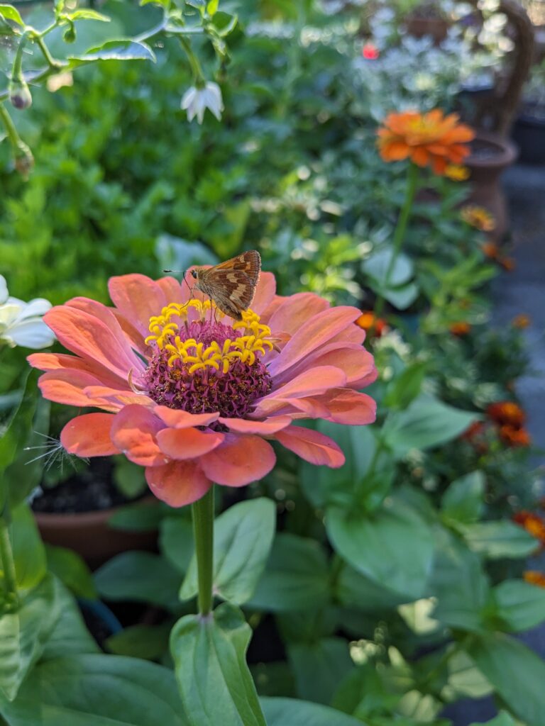 Zinnia with skipper butterfly